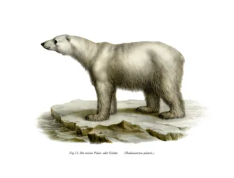 Eisbär, 1860